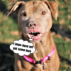 Despite being criticized for his gaudy appearance, the dog proudly flashed his most gorgeous smile!