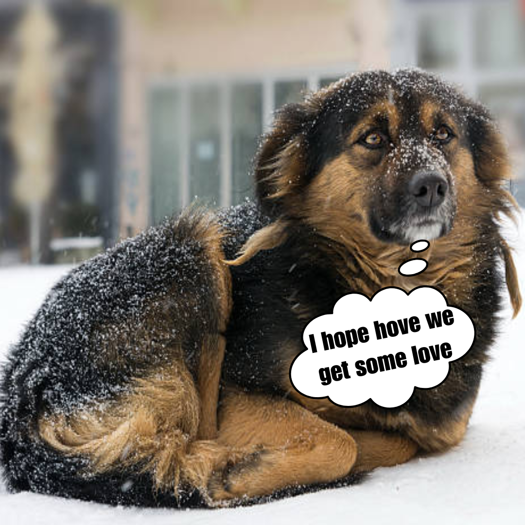 Dog Gets Abandoned on a Frosty Highway. Couple Sees It & Does The Unthinkable!