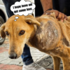 Dog is Rescued From Giant Tumor!