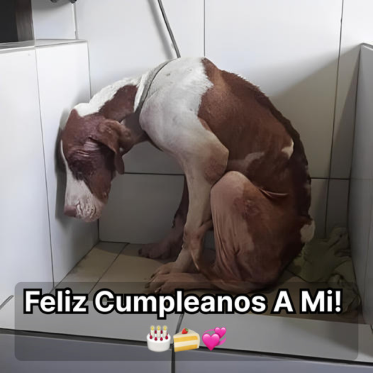 Dulce cachorro abandonado cerca de una carretera luchó por sobrevivir hasta que conoció a sus maravillosos rescatadores.hanh