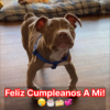 El apasionante encuentro entre un perro y un delfín en el mar ha conmovido a miles de personas en todo el mundo.hanh