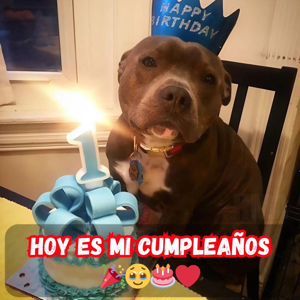 El cumpleaños de este año no está siendo tan divertido... ¿me felicito yo misma? 🎉🎂