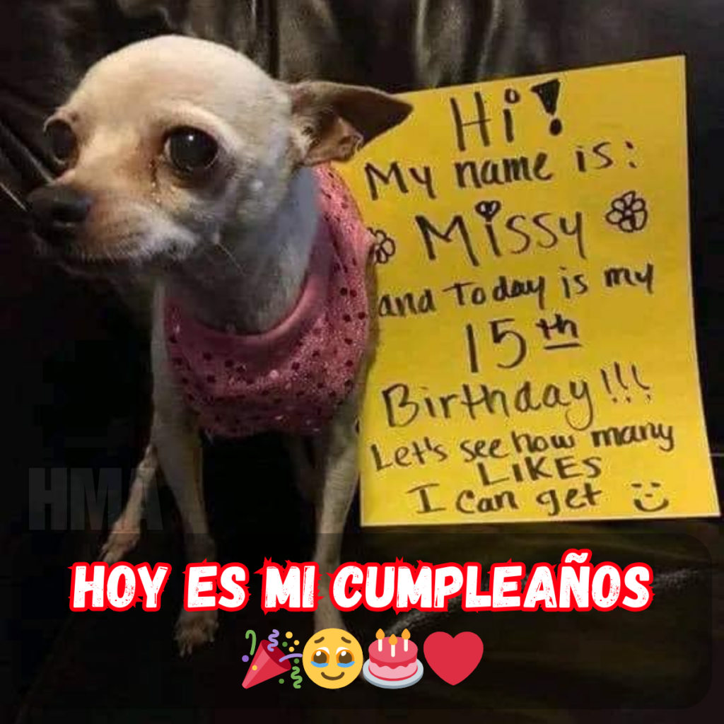 El cumpleaños solitario de Missy: una triste historia sobre un perro pobre