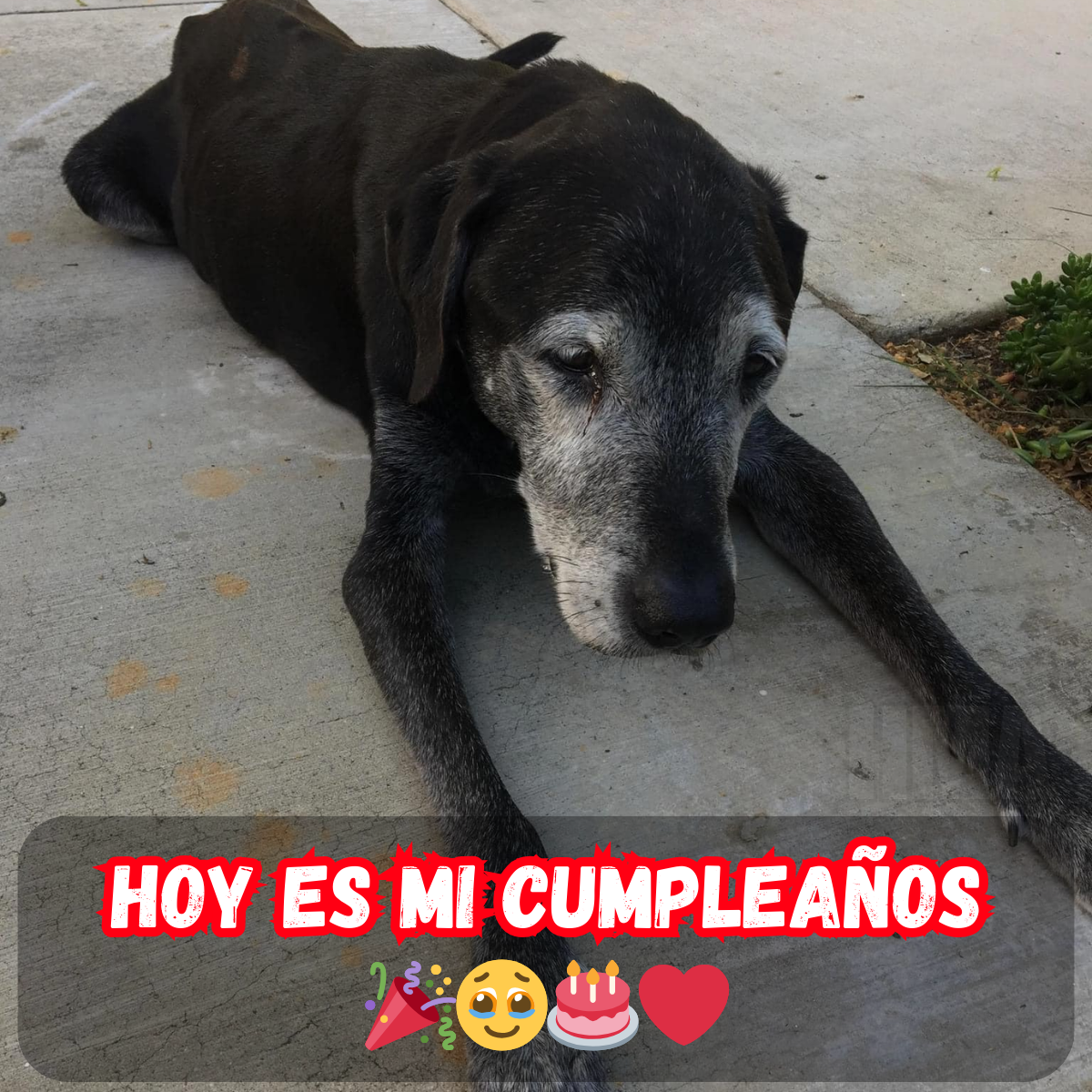 Es mi día especial y todavía estoy esperando el cariño de cumpleaños... ¿Dónde están todos los deseos? 😢🎉