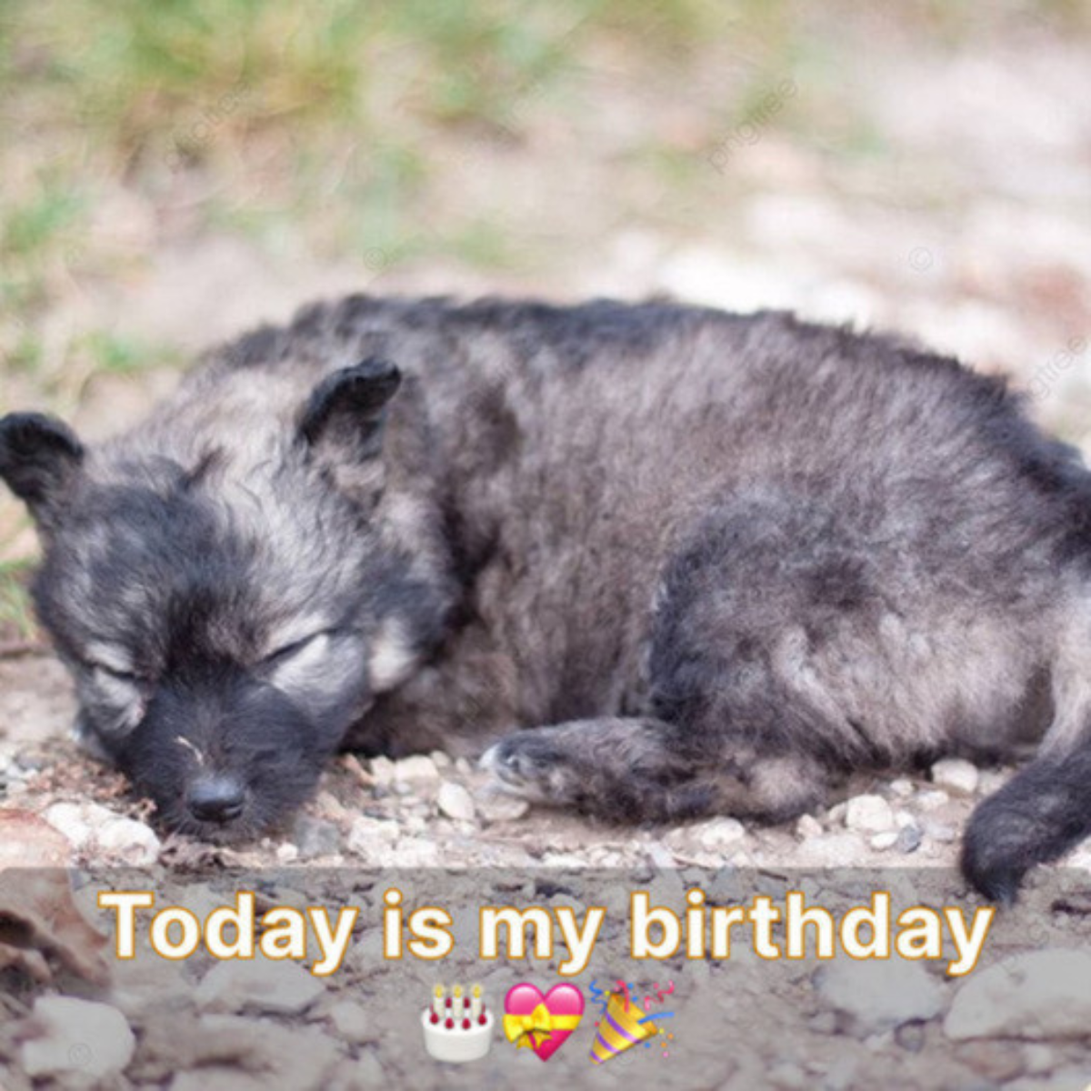 Even though it's a lovely day, my pals forgot my birthday, which makes me quite upset.