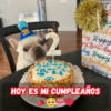 Feliz cumpleaños a mí... ¿alguien lo recuerda? 🎂😅