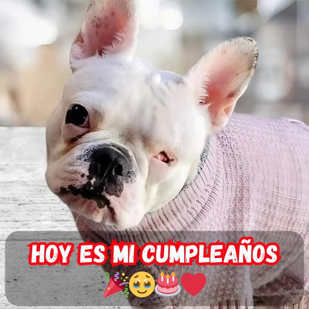 Feliz cumpleaños para mí... pero ¿dónde están los que se suponía que me celebrarían? 🎉😢