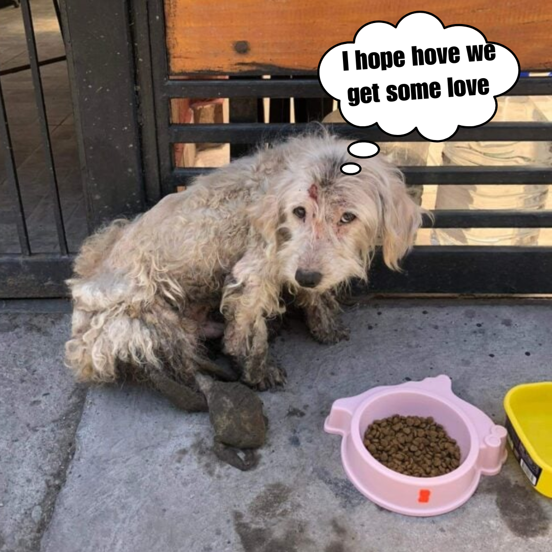 For many days, the dog waited for his owner to come back, unaware that he had been left on the sidewalk.