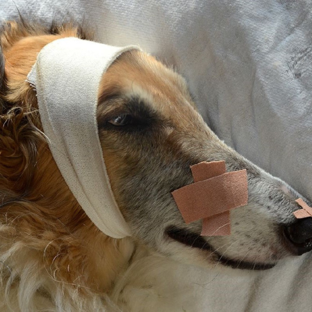 Happy 1st, Bailey! A Year of Zoomies with Our Cleft-mazing Borzoi Mix.hanh