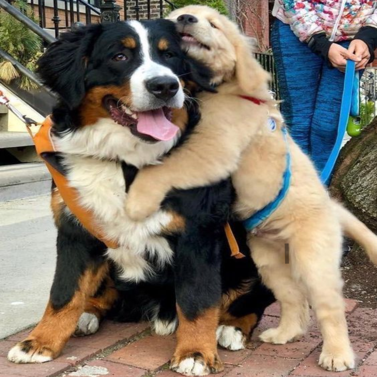 Honoring the Unique Relationship with Your Canine Partner