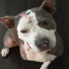 Honoring the Unique Relationship with Your Dog ‎