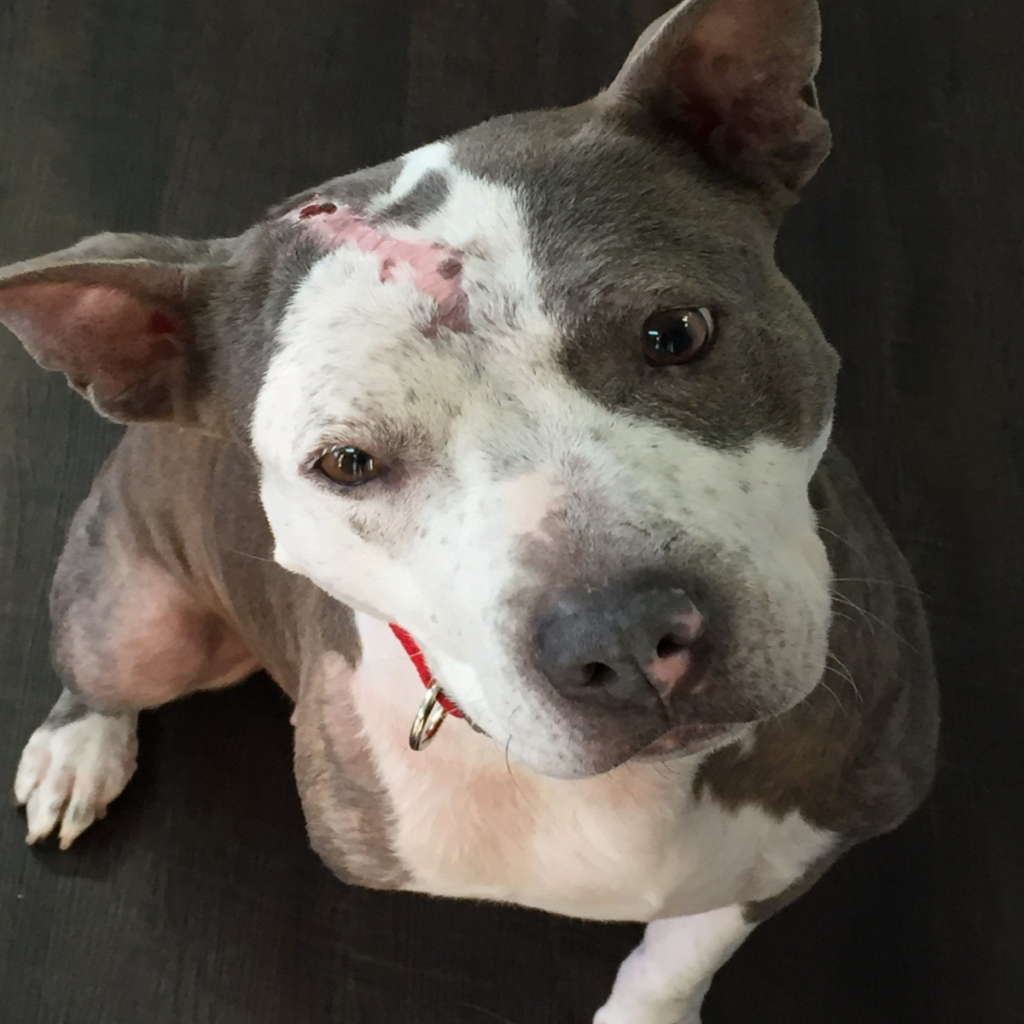Honoring the Unique Relationship with Your Dog ‎