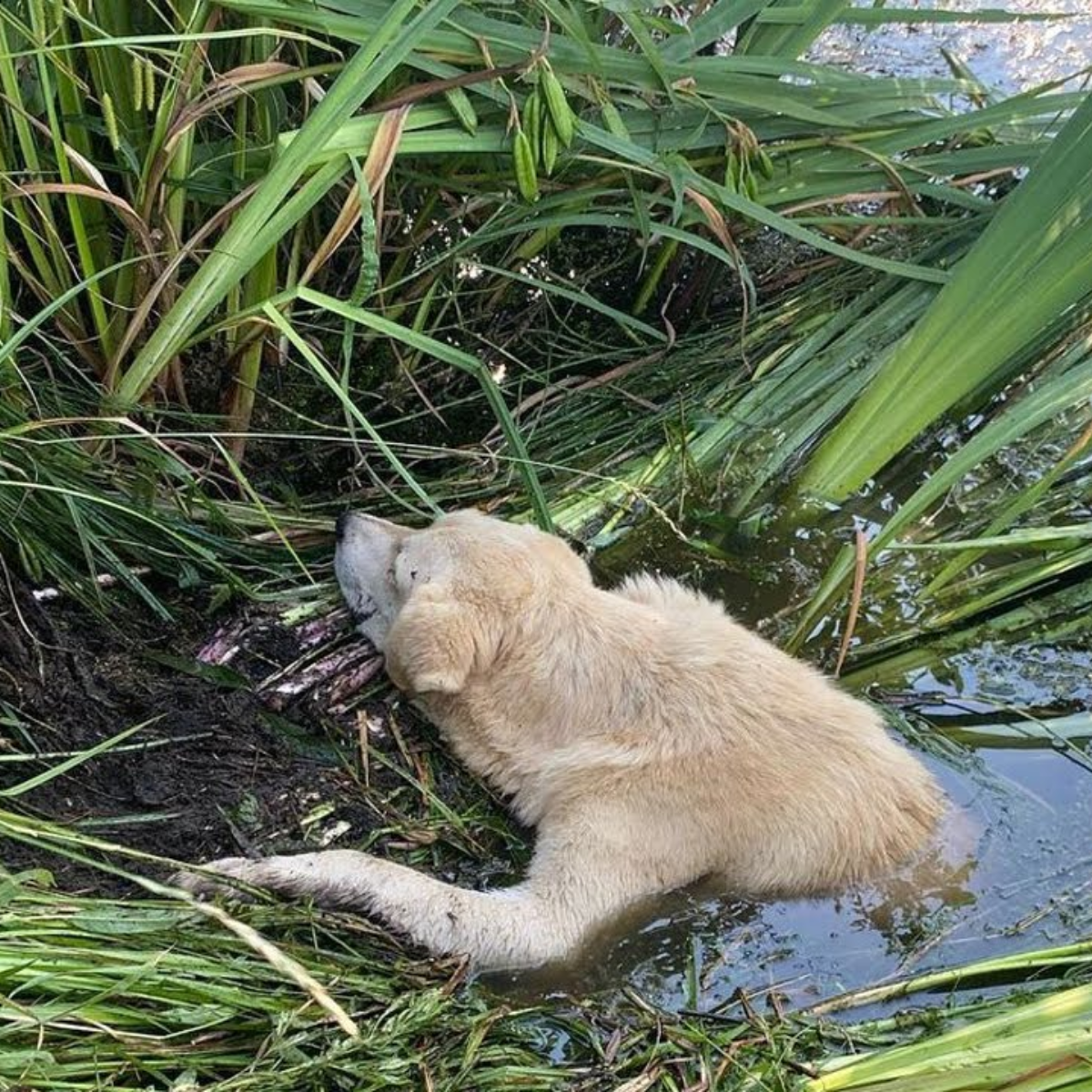 How a Paralyzed Dog's Heroic Journey Through Misfortune Led to a Search for Hope and Recovery.