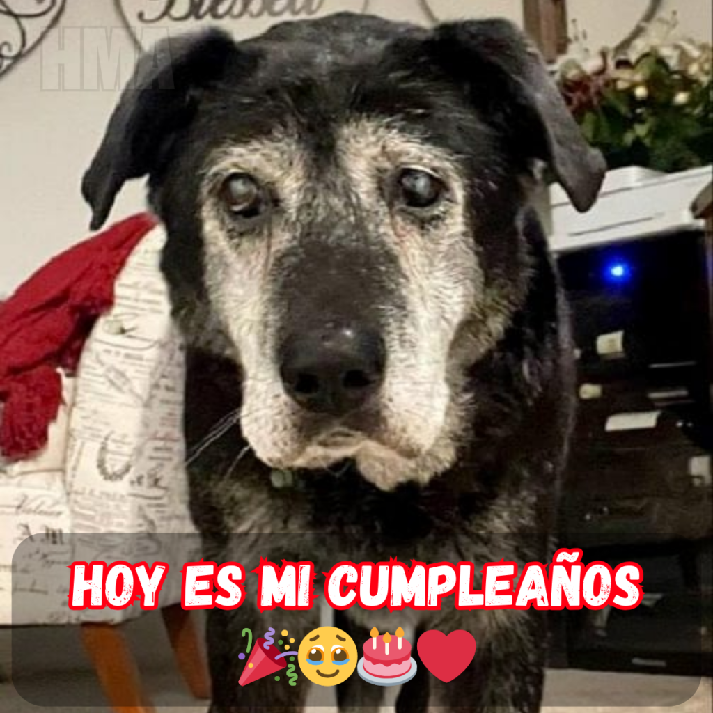 Hoy es el día en que nací, pero aún no recibo ninguna felicitación 😔🎂