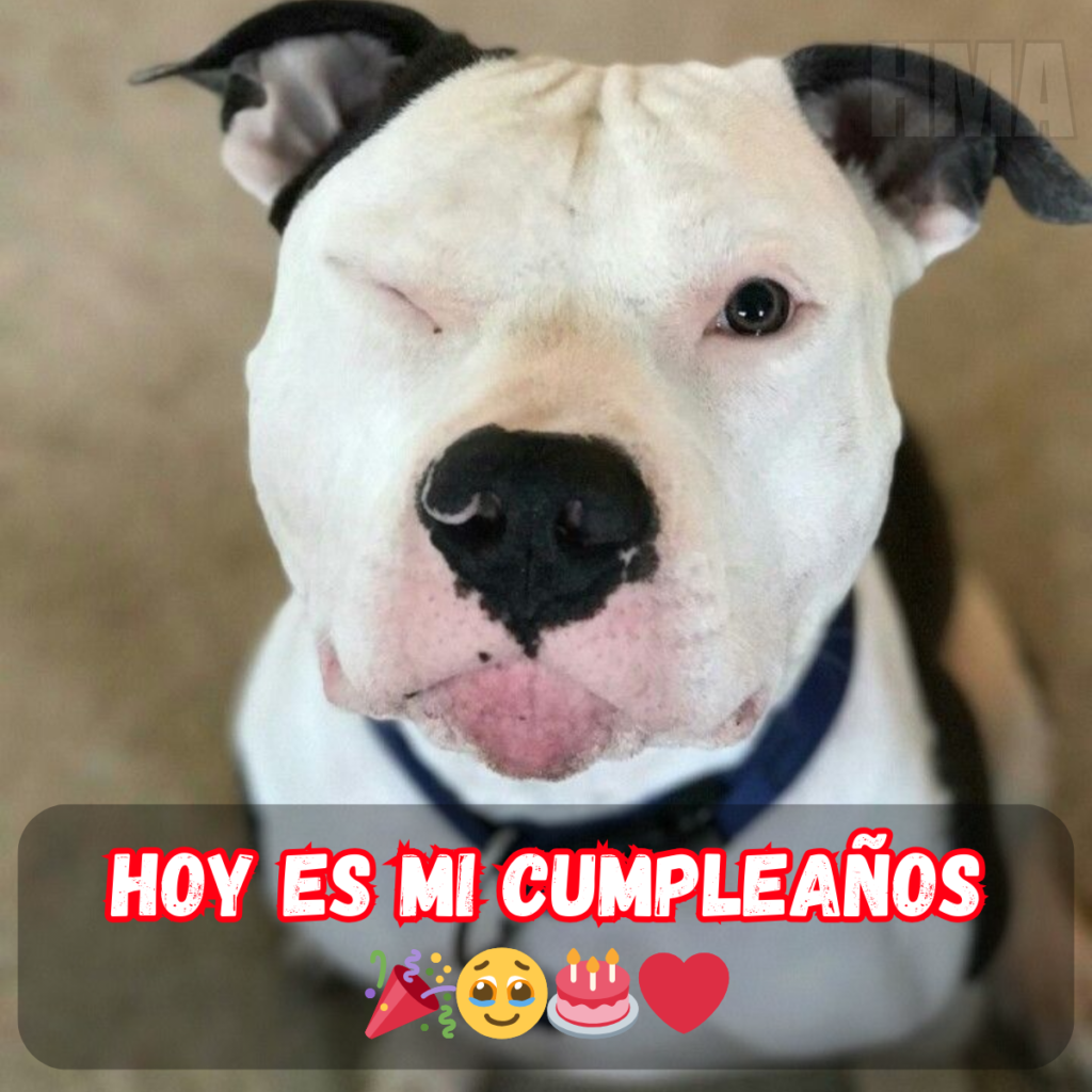 Hoy es mi cuarto cumpleaños: les difunto lo mejor a todos ustedes. – hmai