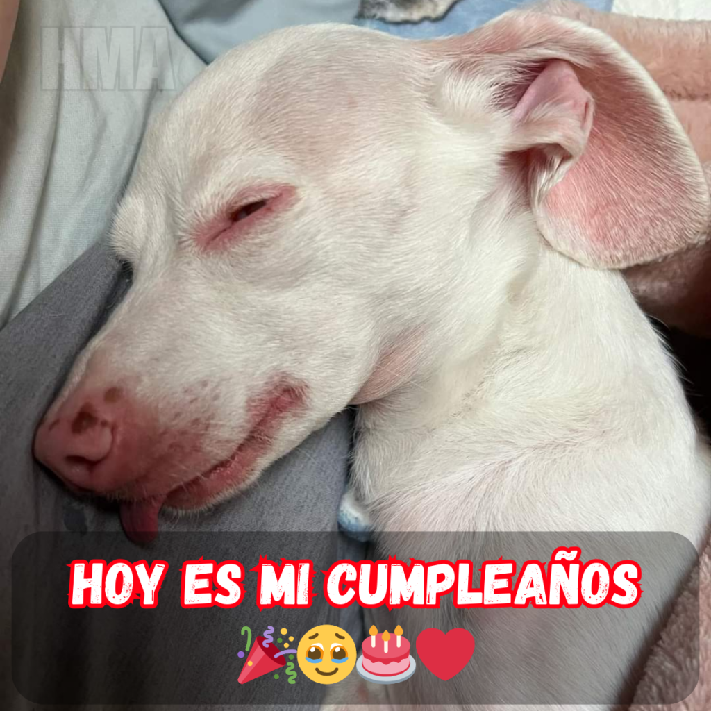 Hoy es mi cumpleaños, pero aún no he recibido ninguna felicitación 😔🎂