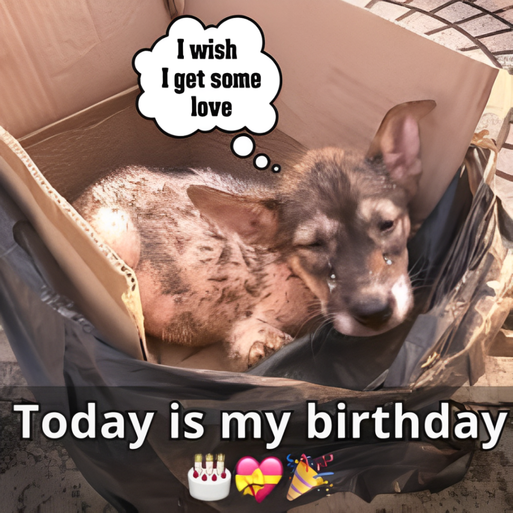 Hoy es mi cumpleaños pero nadie me envió felicitaciones de cumpleaños, estoy muy triste por eso.hanh