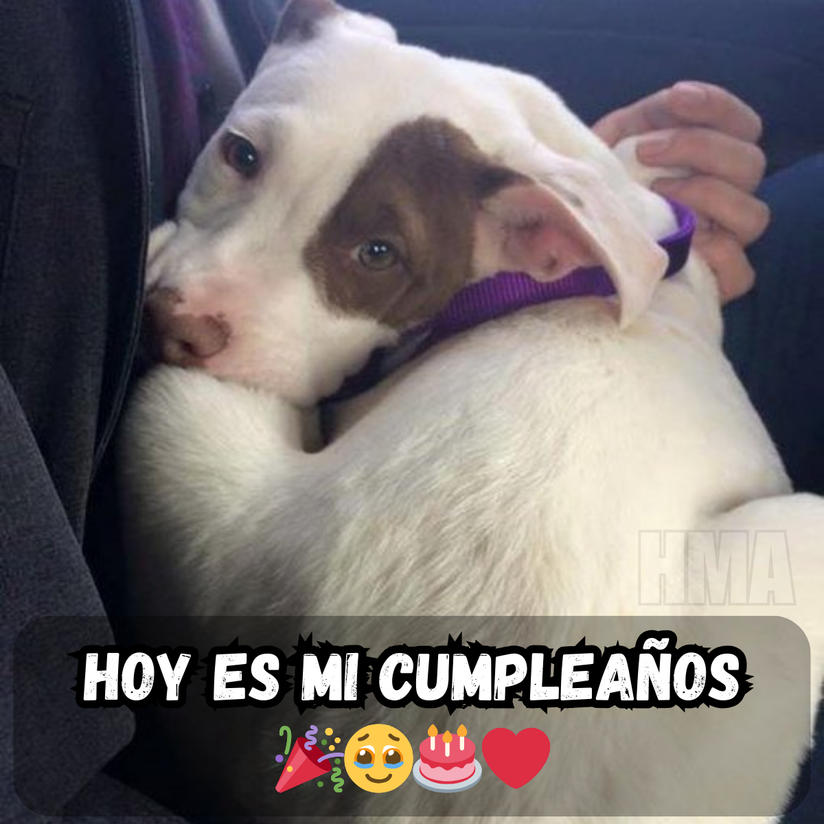 Hoy es mi cumpleaños, pero todavía no he recibido ninguna felicitación 😔🎂 – hmai
