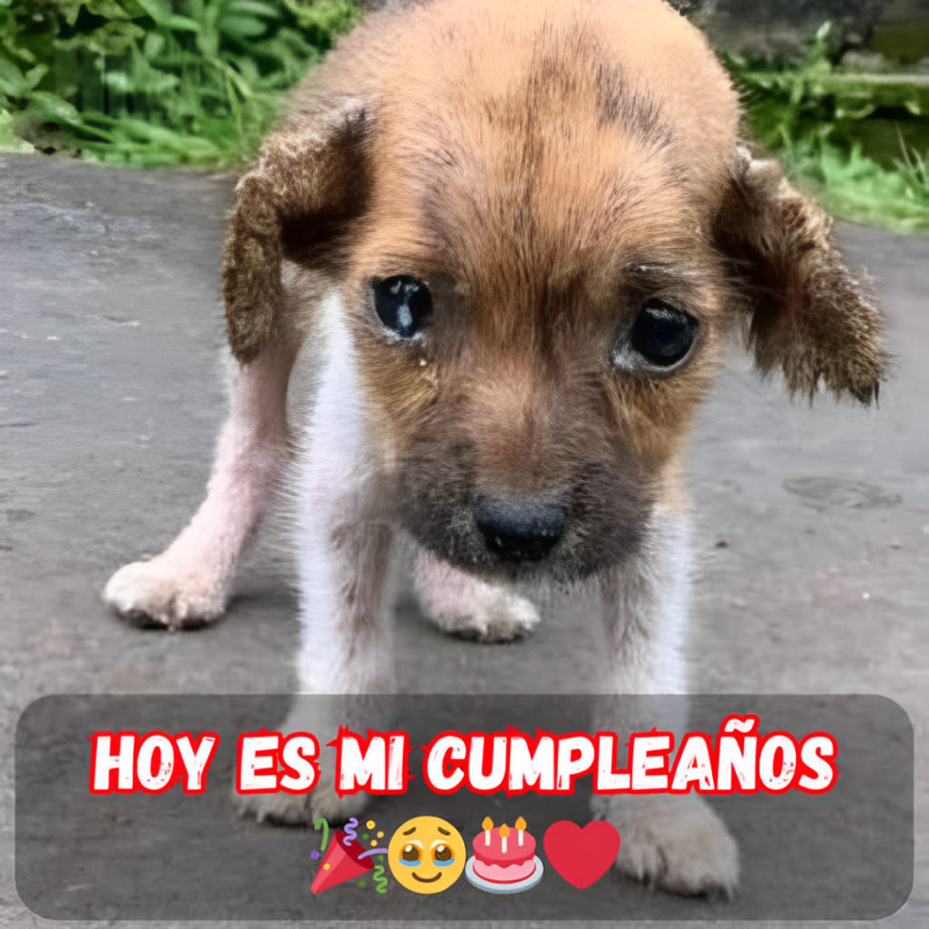Hoy es mi cumpleaños, un día que usualmente trae alegría, conexión y cálidos deseos.hanh