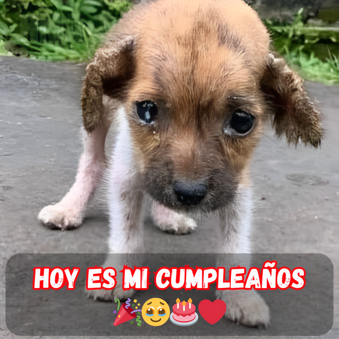 Hoy es mi cumpleaños, un día que usualmente trae alegría, conexión y cálidos deseos.hanh