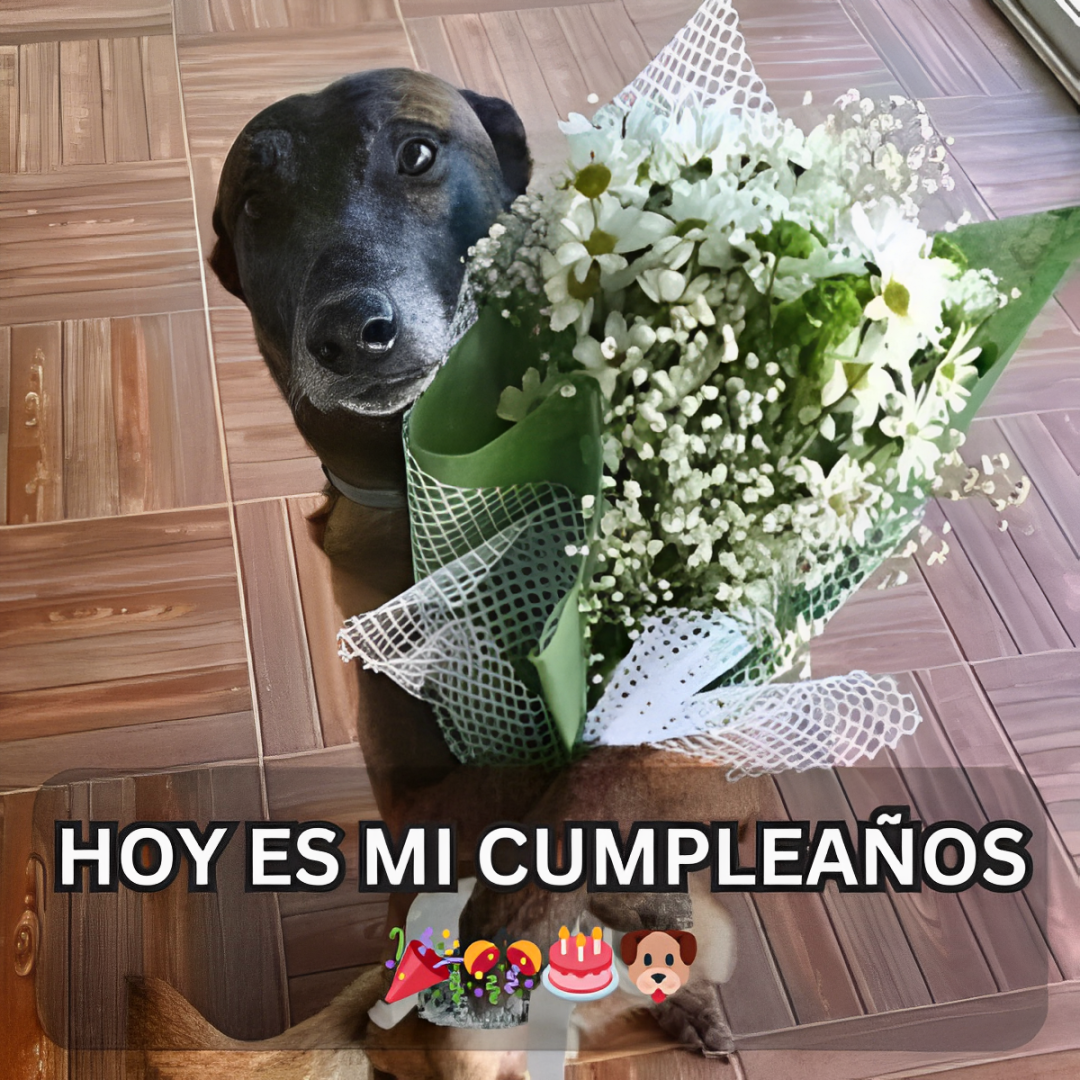 Hoy es mi cumpleaños y recibí un gran ramo de flores y bendiciones.hanh