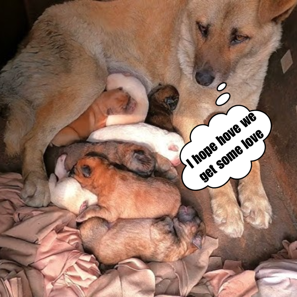 I'm crying! The unfortunate mother dog is whining, and the stray dog's puppies are in a difficult situation.