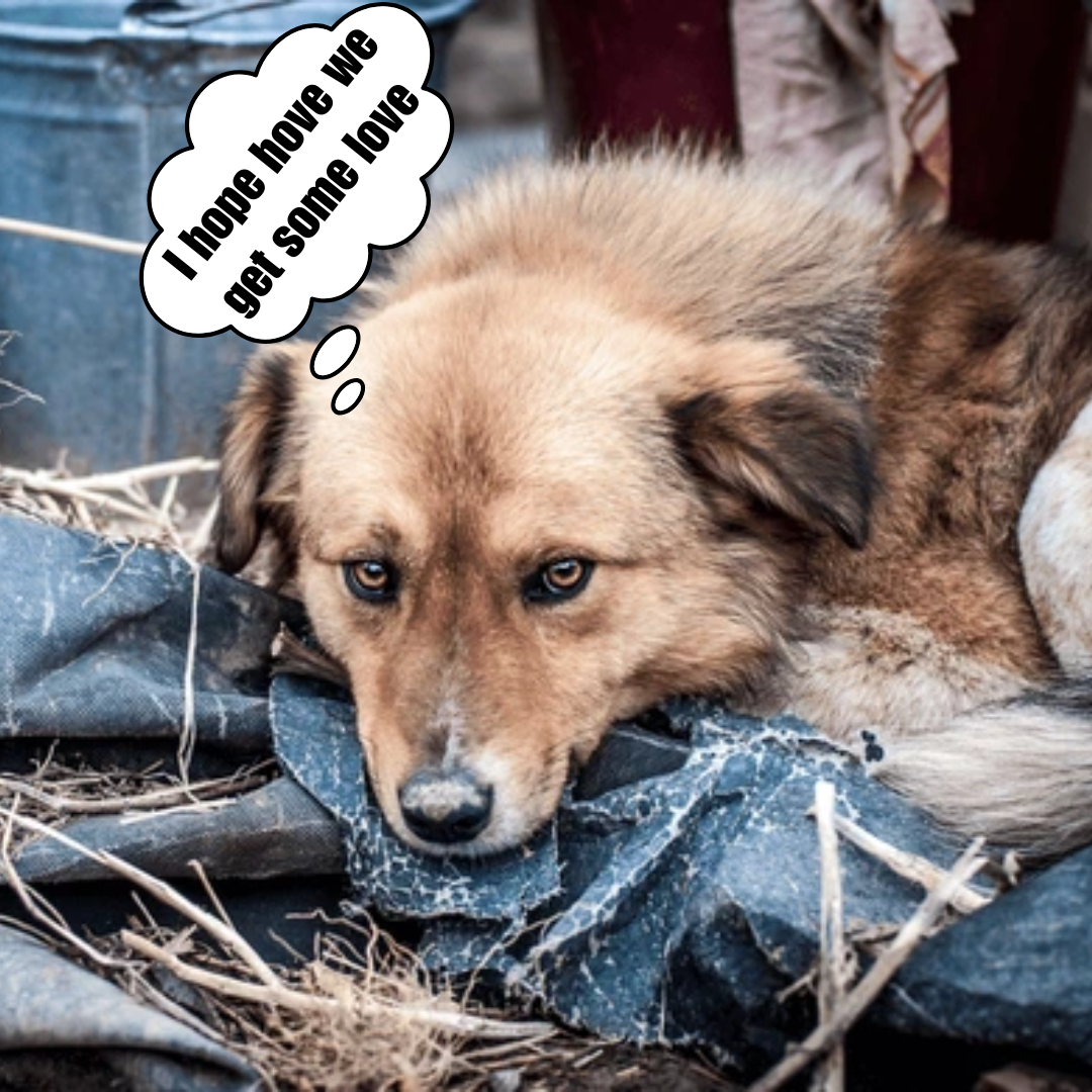 In an abandoned house, a dog waits quietly until a kind deed alters his fate forever.