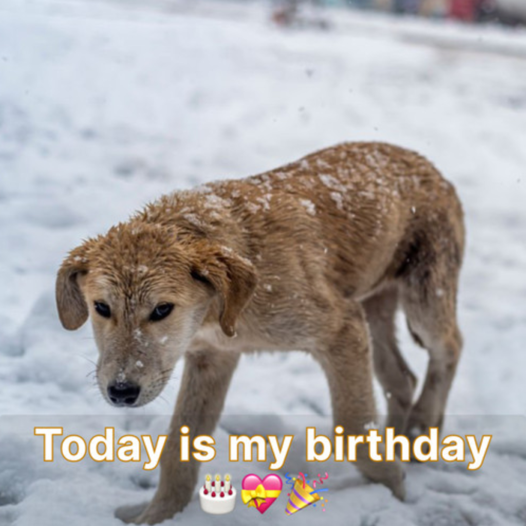 It's my birthday, but I don't get any birthday wishes, so I feel alone.