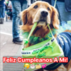 La conmovedora historia del valiente viaje de una perra callejera rescatada para alimentar a su cachorro ha conmovido a millones.hanh