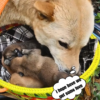 Mother Dog Prays For Help For Her Abandoned Cubs