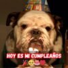 No he recibido ningún mensaje de felicitación, creo que tendré que celebrar mi cumpleaños yo sola 😅🎉