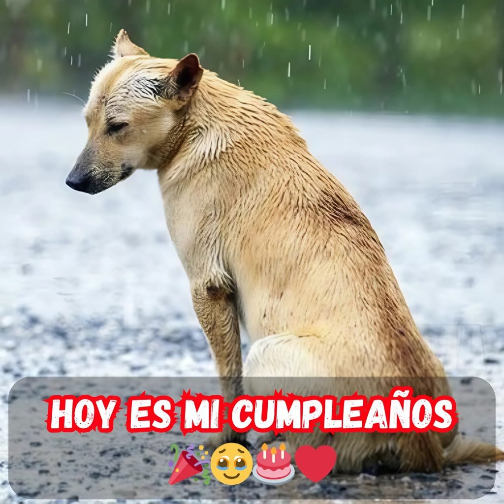 No puedo evitar sentirme decepcionado... Es mi cumpleaños y aún nadie me ha dicho 'Feliz cumpleaños' 😢🎁