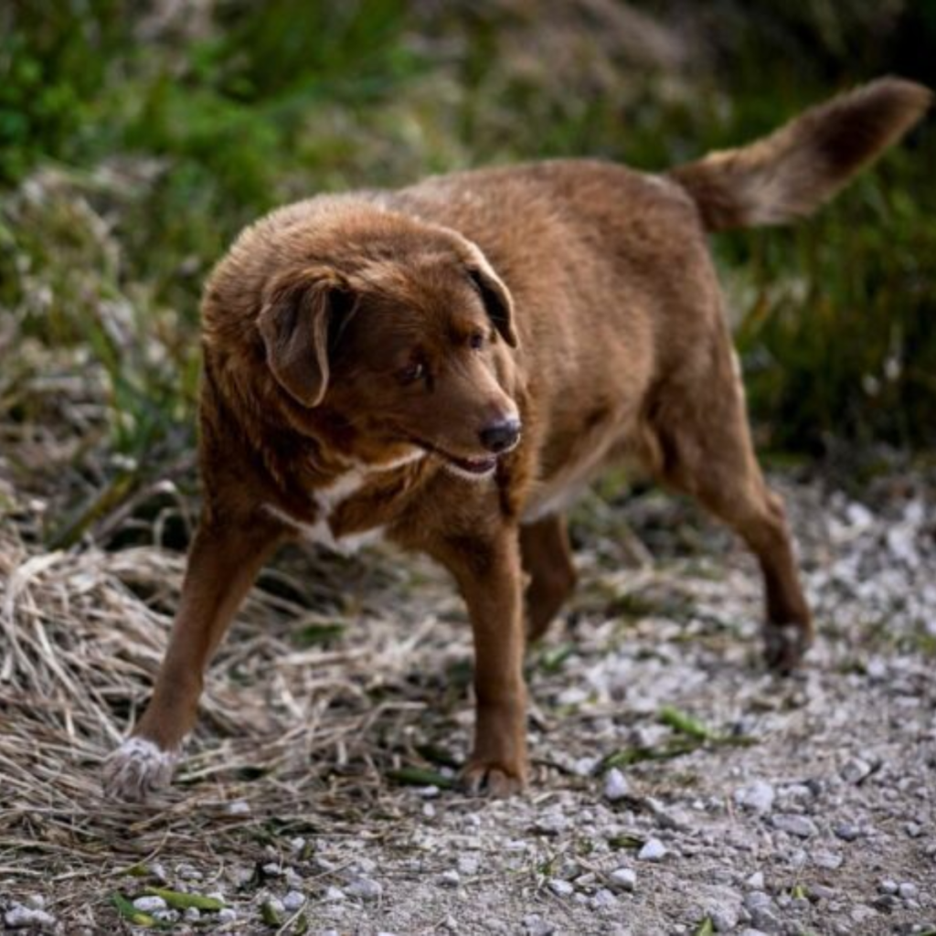 On his birthday, a dog miraculously survived a 30-foot fall.