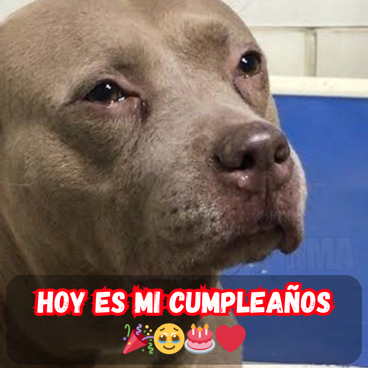 Otro cumpleaños, otro año más, pero ¿dónde están las felicitaciones? Parece que a nadie le importa 😔🎈