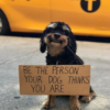 People can learn how to deal with dogs from the famous dog.