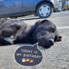 Saving a dog and her pup from hopelessness.hanh