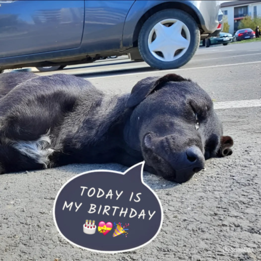 Saving a dog and her pup from hopelessness.hanh
