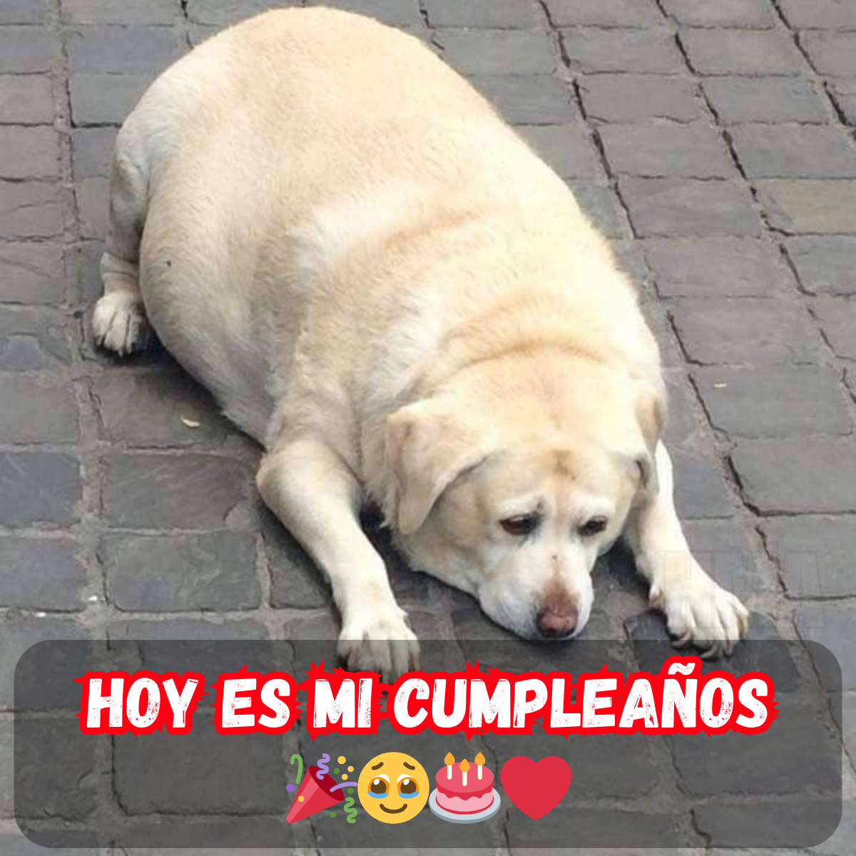 Solo falta un día para mi cumpleaños... ¿y nadie me felicita? 😢