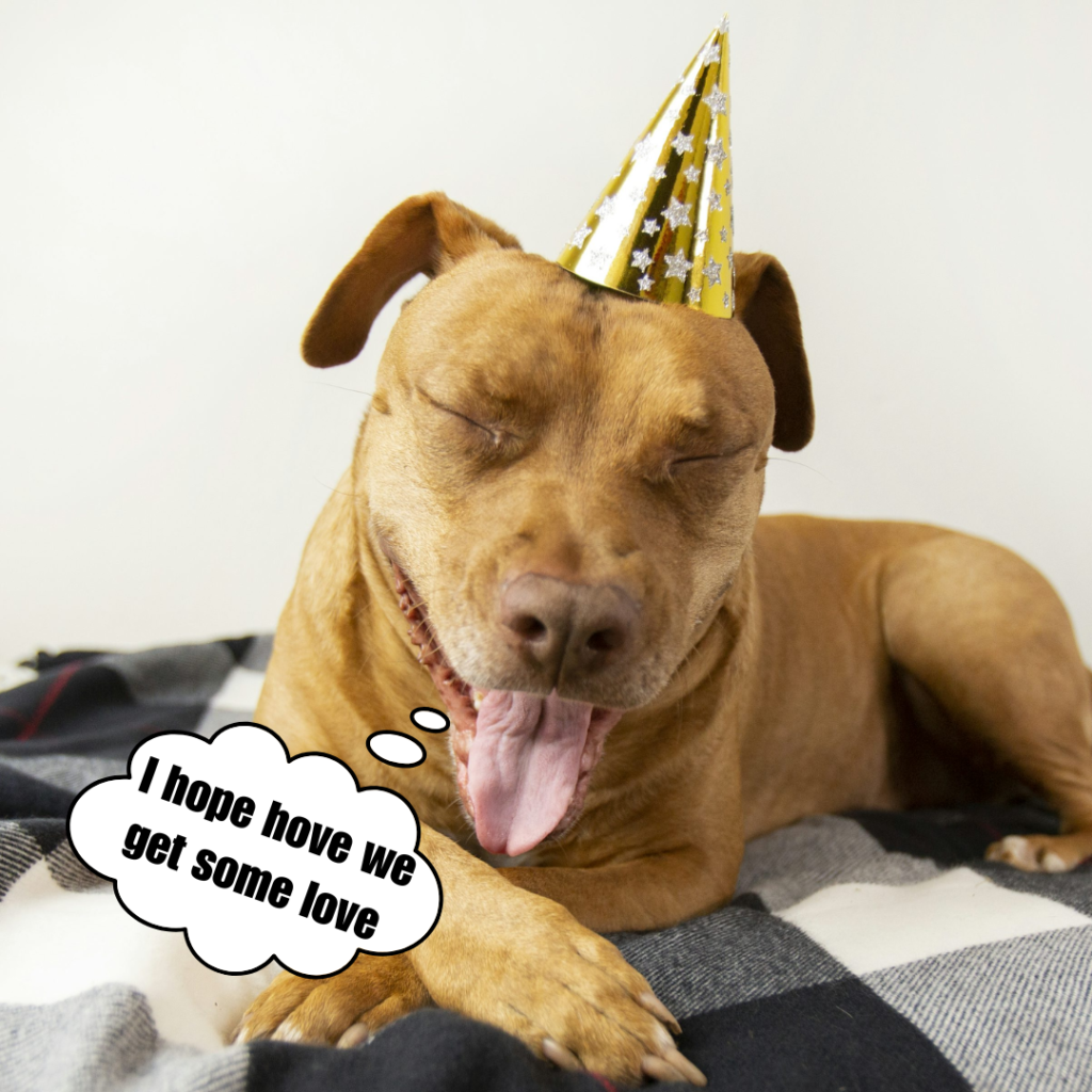 Stella, happy fifth birthday! Honoring Our Happy Pitbull Mix