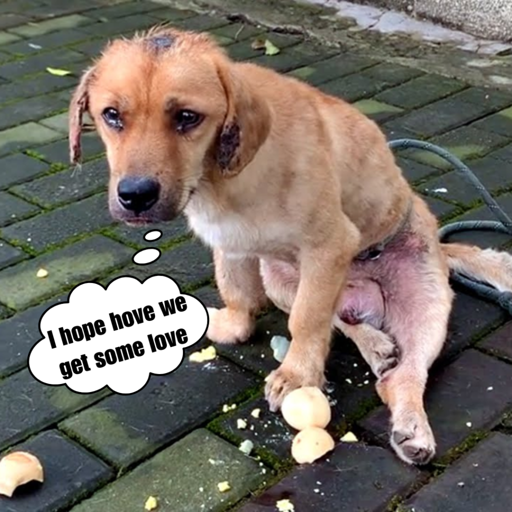 Stray dog drags its disabled legs through the pouring rain, its eyes reveal deep despair.