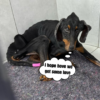 The Doberman dog is as thin as a skeleton, but when taken care of, it returns
