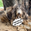 The Heartbreak of a Dog Abandoned with Her Puppies
