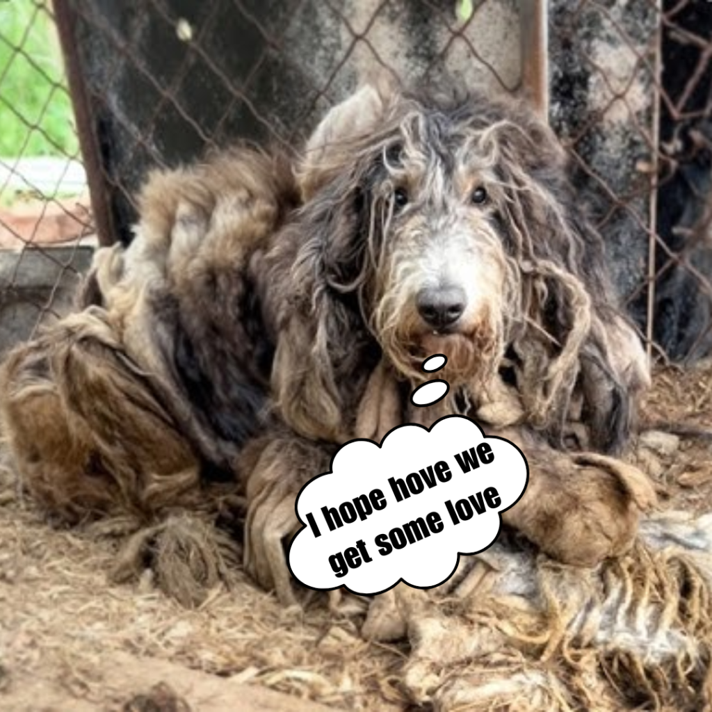 The Heartbreak of a Dog Abandoned with Her Puppies