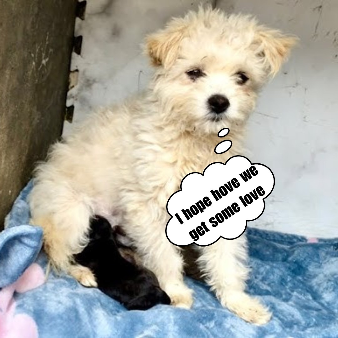 The Unexpected Gift of a Stray Dog I was taken aback! One night, a stray dog came into my house and the next day, it gave birth to puppies.