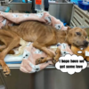 The abandoned dog shows compassion and perseverance, with a dog's victory over the dog and a loving embrace.