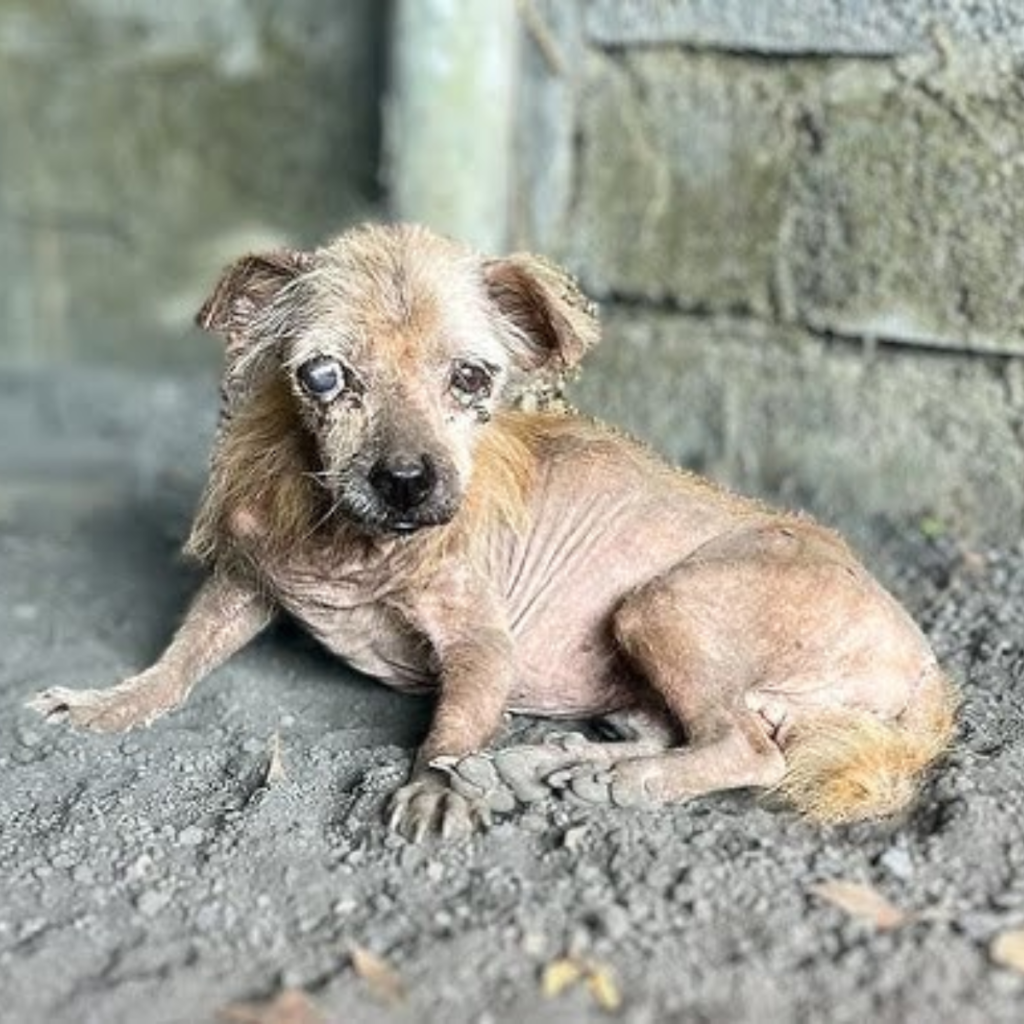 The blind dog thought his master would return, so he waited and then collapsed