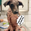 The dog spends the day behind bars, and the transformation is amazing.