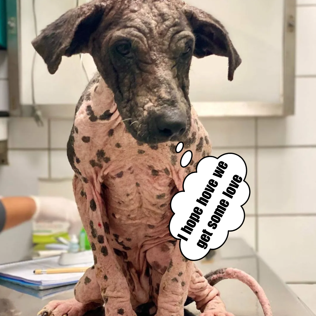 The dog spends the day behind bars, and the transformation is amazing.