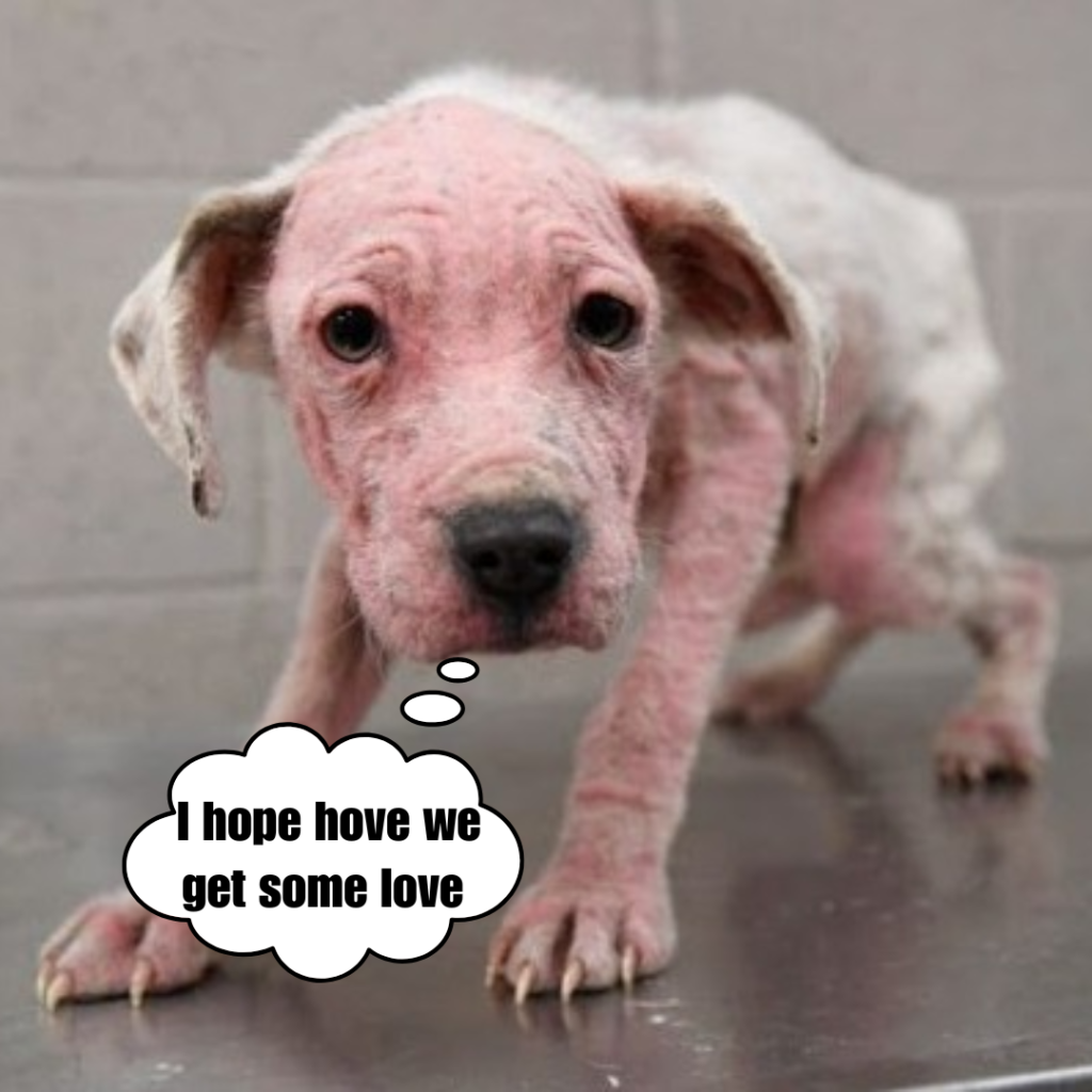 The dog was abandoned outside in the cold snow, lonely and starved