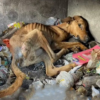 The heartbroken dog, sick and hungry, seeks comfort in a dirty landfill.